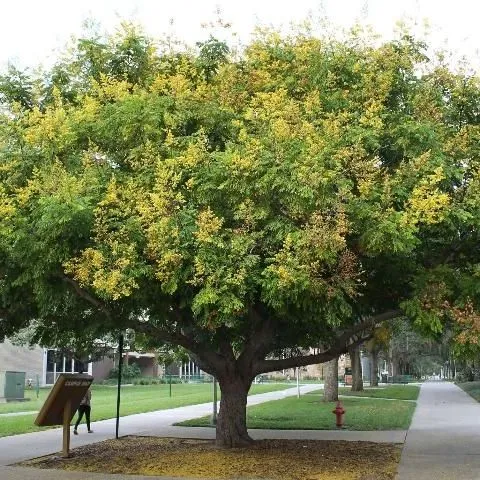 thumbnail for publication: Koelreuteria elegans subsp. formosana: Goldenrain Tree